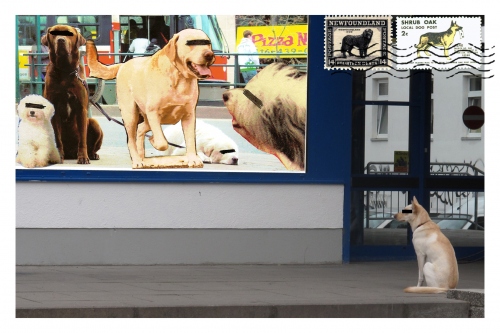 Welcome to Dogville: The residents of Dogville were good honest folks, and they liked their township.