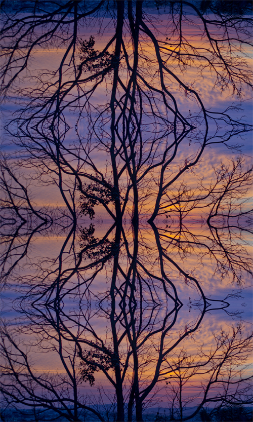 Árvore contínua | Atibaia | Jaime Scatena