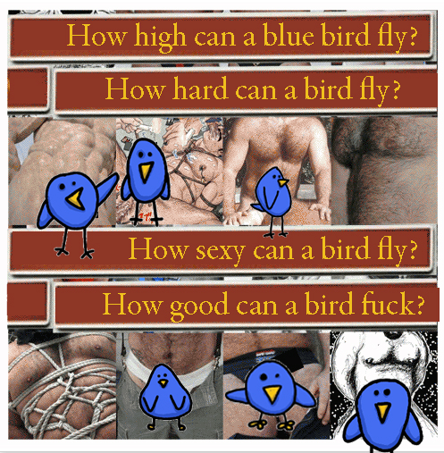 birds and sex | somewhere sex is everywhere | Gabriela Canale