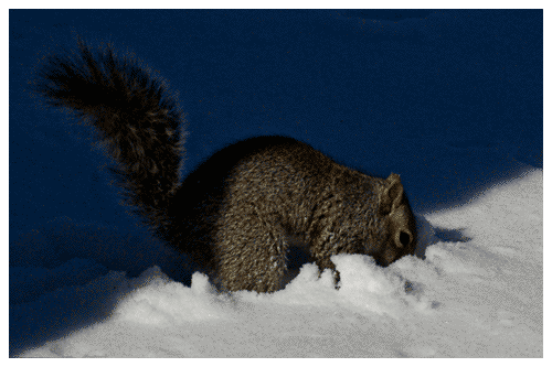 New York: Squirrel New York: Squirrel