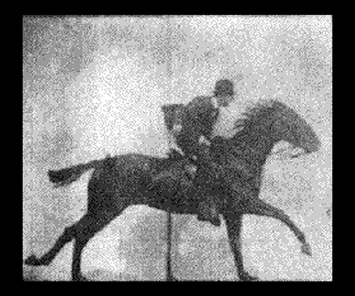 Muybridge Standing Still | Internet | Jaime Scatena