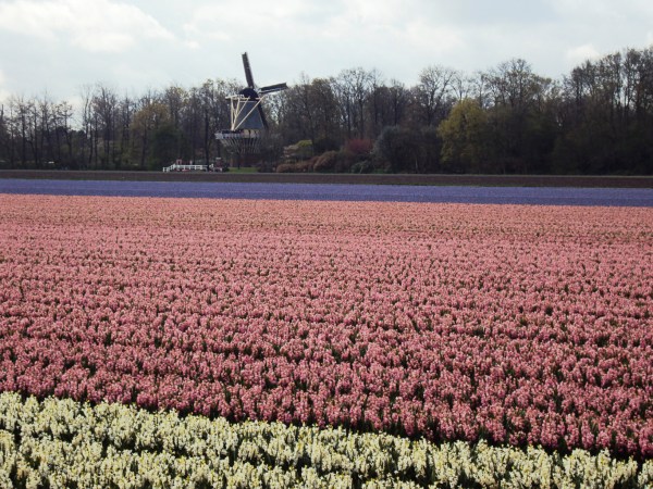 Estrada para Keukenhof