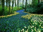 Keukenhof (Blue River), de Cynthia&nbsp;Azevedo
