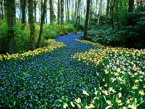 Keukenhof (Blue River), de Cynthia Azevedo