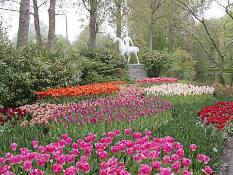 Keukenhof 1