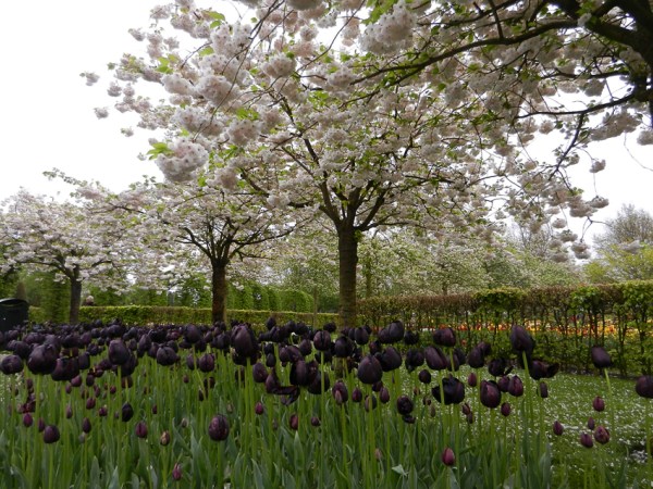 Tulipa Negra, de Sueli Penteado